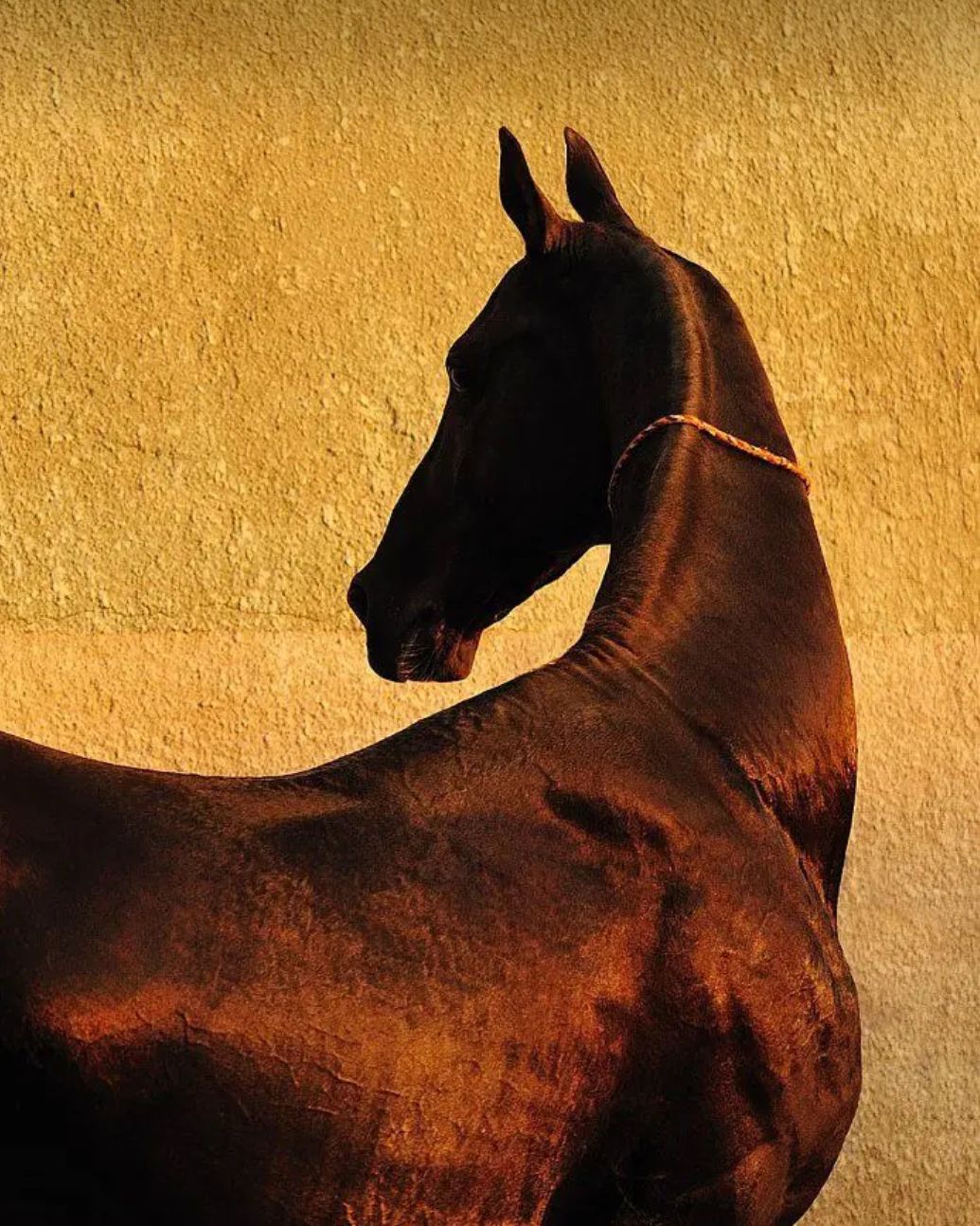 Dunhuang: The Golden Light of the Silk Road